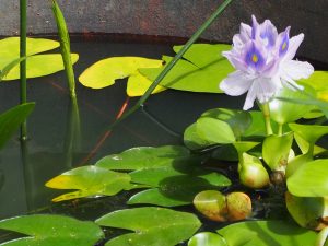 五右衛門風呂水槽のホテイ草の花
